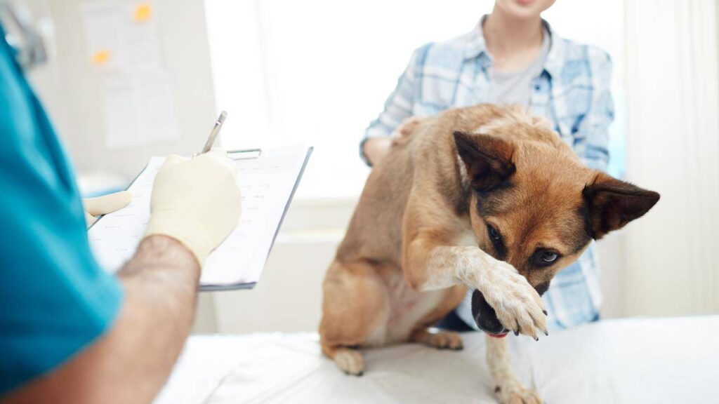 cane dal veterinario