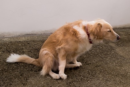 cane strofina sedere a terra