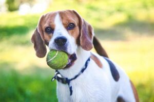 giocare con il cane