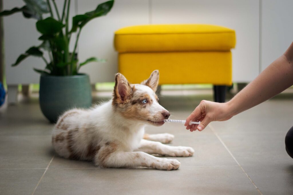 Farmaco Cane