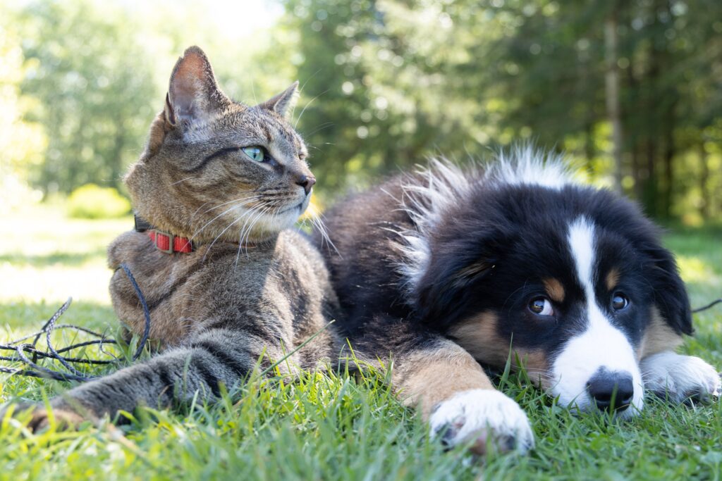 Cane con Gatto