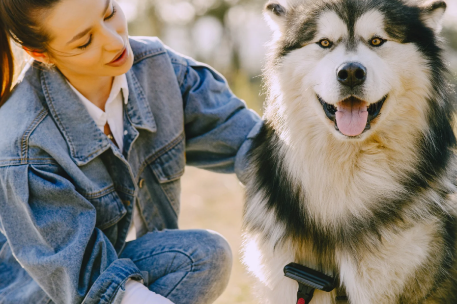 spazzolare il cane